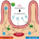 포스트바이오틱스 효능 부작용 복용법 이미지