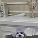 꼼꼼 애견미용실 이미지