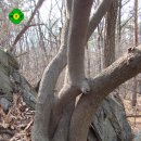 장고개공원 이미지