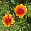 쉼터사슴 이미지