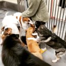 그루비독 이미지