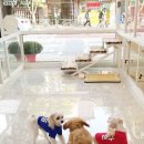 퀸펫살롱 이미지