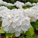 백현다리길 이미지