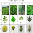 개똥쑥의 사촌 개사철쑥(청호) 이미지