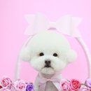 그루밍츄 이미지