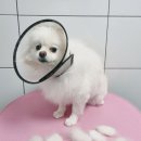 오룡애견미용 이미지