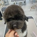 프로펫애견종합전문교육원