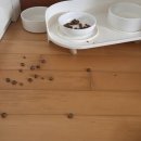 더편한동물병원 | 서면동물병원 낑깡이 혈뇨 (강아지 방광염) 진료 후기 및 복부초음파 검사 비용