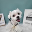 멍지펫살롱 이미지