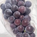 청풍명월 | 영동캠벨포도1kg(3-5수) 청풍명월장터 산지직송 후기