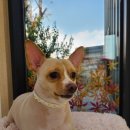 동그란 멍멍이 이미지