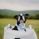 아트펫 갤러리 이미지