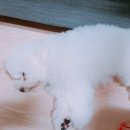 라온로또