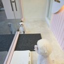 힐스 펫살롱 이미지