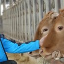 청석농장 이미지