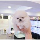 개키우는남자 강아지분양 대구본점 이미지