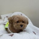 말티와 꼬꼬 | 행복은 이렇게나 많다.