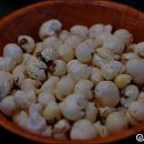 비어오크 이미지