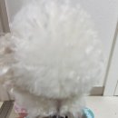 댕댕과자점 이미지