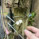 양재우성 | 양재꽃시장 우성농원 식물 쇼핑｜거미난 사쿠라 후기