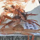 영덕대게 이미지