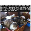 고양이 냥이 귀엽고 웃긴짤모음! 이미지