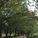 안양천 산책로 이미지