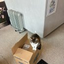 캐시미르 이미지