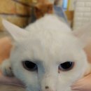 더독동물병원 이미지