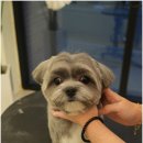 대구애견 이미지