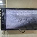 준동물병원 | 자양동동물병원 준동물병원 칠봉이 디스크 침치료 후기입니다