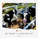 형제목장 | [울산 가볼 만한 곳] 아이와 함께 또는 아이 없이 가도 좋은 유진목장