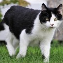 고양이 별 이미지