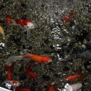 정왕육상경기장 이미지