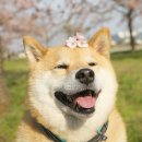 개귀여워 이미지