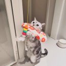 마성의냥이 | 유목민 필독! 고양이 낚시대 추천, 뚱냥이도 날아오르는 마성의 장난감 (수동/자동 완벽 비교 찐 후기)