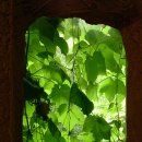 나무와새 이미지