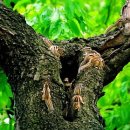 금수강산 이미지