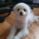 24시애견미용 이미지
