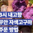 농업회사법인 유한회사 누리팜 | 6시 내고향 무안 자색고구마 온라인 구매(+택배 주문, 농장 위치, 무안 행복한고구마)