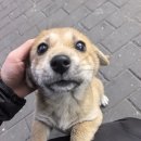 하프베이크드 이미지