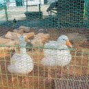 다감농원 이미지