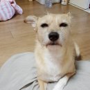 짬아