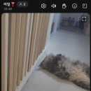 토론토 캣 이미지