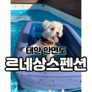 가남동물병원 | [태안 안면도]르네상스펜션(feat.애견펜션, 전주 웰동물병원)