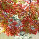 솔로몬목장 이미지