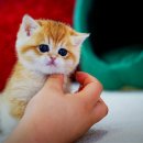 도로시캐터리 이미지