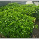 충남농약사 이미지