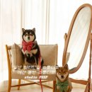 스튜디오핍