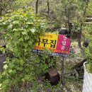 소나무집 - 동구 불로동 | 소나무집